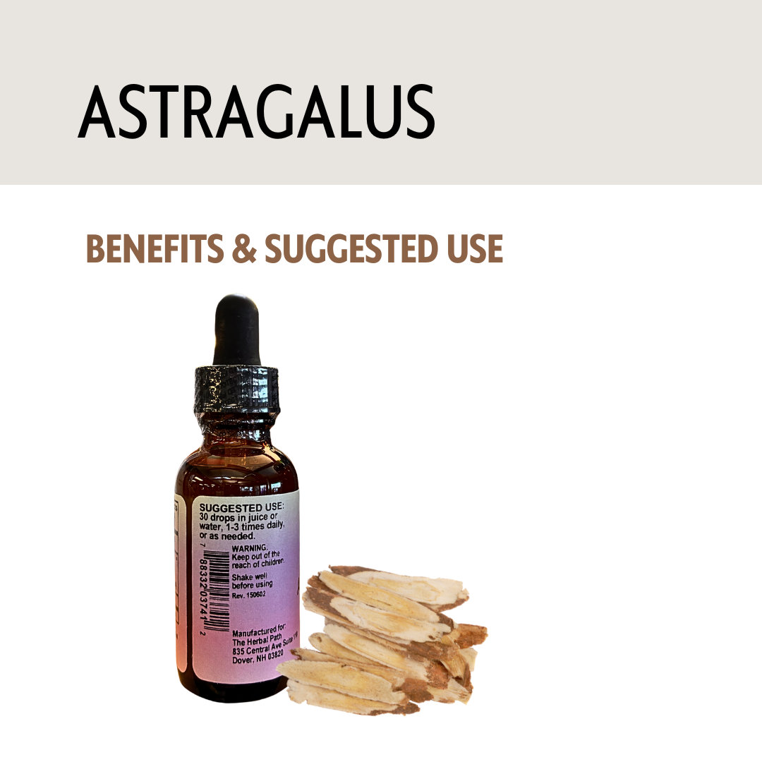 Astragalus extract bottle with dried roots on a white background